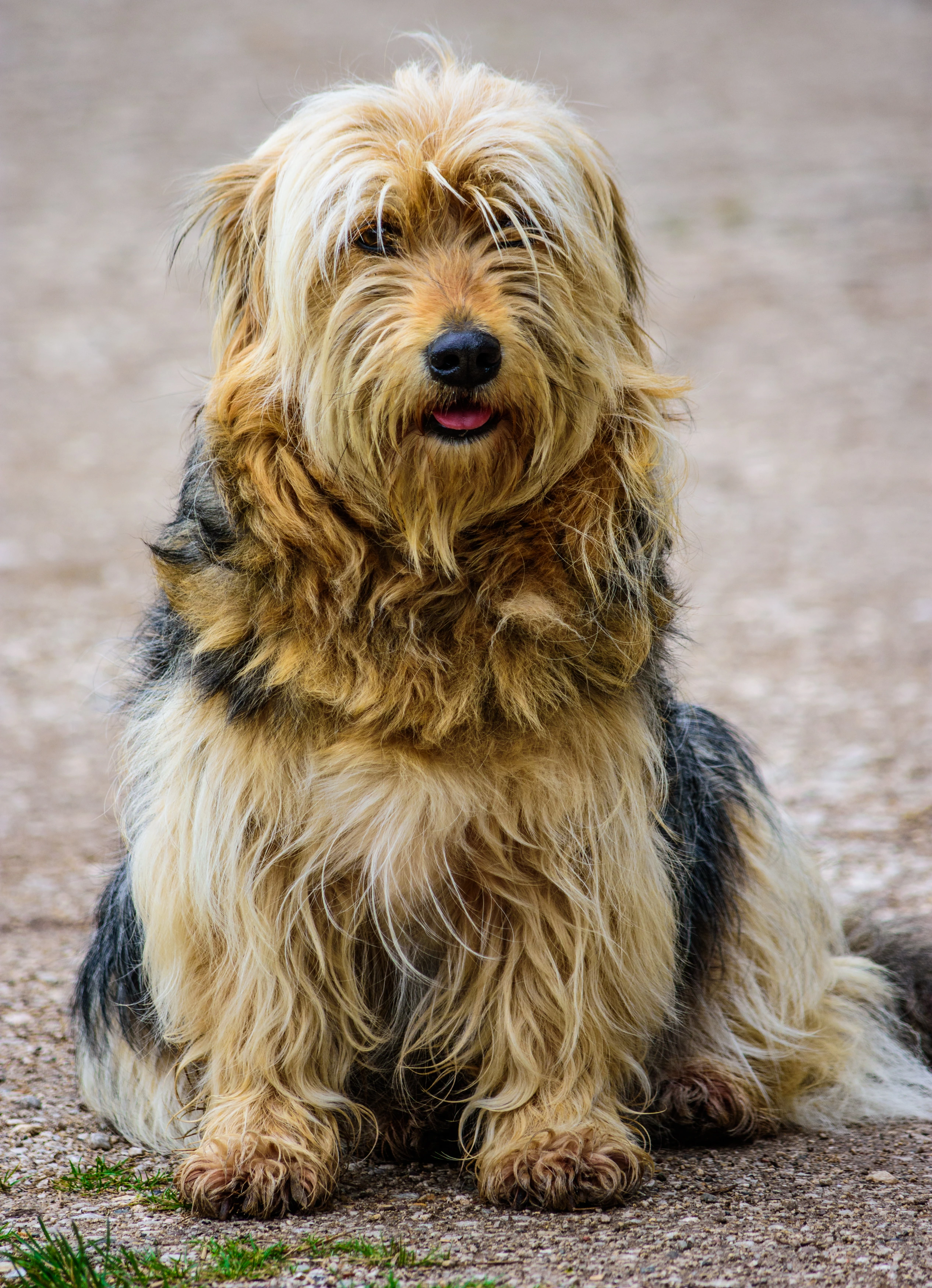 Cute dog that looks like little lion - spoonclock